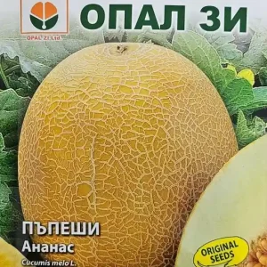 Seminte de PEPENE GALBEN ANANAS, miez cu aroma de ananas - 3 gr Ieftin