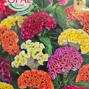Expediere rapidă Seminte Creasta Cocosului, creste pana la o inaltime de 30 cm - 0.7 gr