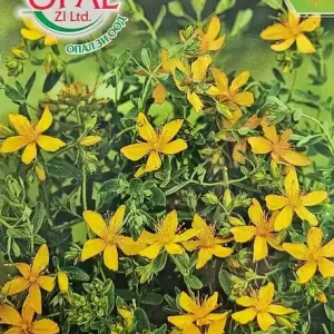 Seminte de SUNATOARE MEDICINALA, inaltime de aprox. 60 cm - 0.5 gr Reducere specială