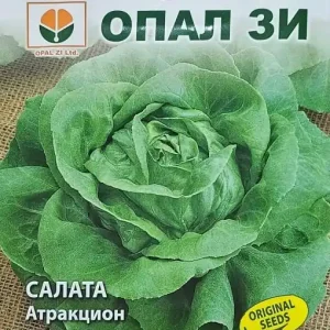 Seminte de Salata ATRACTION, capatana rotunda medie - 2g Reducere specială