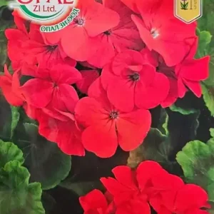 Seminte Muscata rosie, plantare in ghivece sau aer liber - 0.1 gr Preț redus