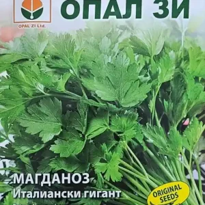 Popular Seminte de Patrunjel GIGANT ITALIAN, soi timpuriu foarte productiv - 5 gr