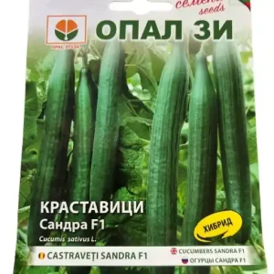 Cumpără acum Seminte de Castraveti SANDRA F1, soi hibrid foarte productiv - 1g
