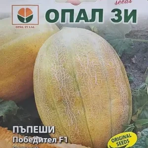 Doar azi Seminte de Pepene Galben POBEDITEL F1, soi rezistent la mana - 1 gr