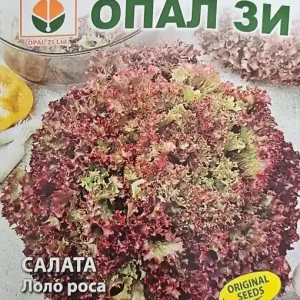 Livrare expres Seminte de SALATA LOLO ROSA, soi cu frunze rosii crete - 2g