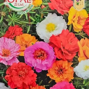 Seminte Floare de Piatra Mix pentru alpineume, cutii si ghivece Preț promoțional