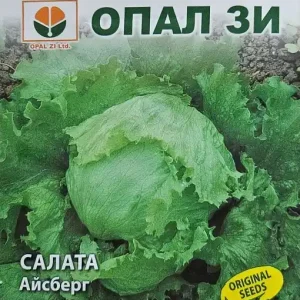 Preț redus Seminte de SALATA ICEBERG, soi foarte productiv cu marime medie - 2gr