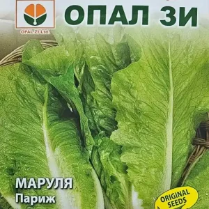 Seminte de SALATA VERDE PARIS, soi cu crestere rapida - 2g Reducere specială