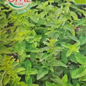 Expediere rapidă Seminte de OREGANO, planta perena cu lastari de frunze - 0,4 gr
