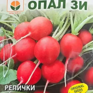 Cel mai vândut Seminte de Ridichi GIANT BUTTER, soi semi-timpuriu - 5 gr