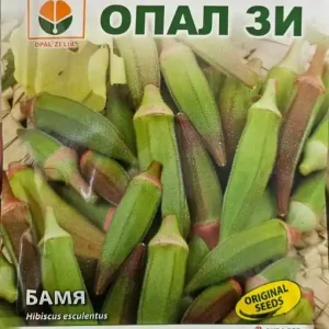Seminte de BAME ROSII, soi mediu timpuriu foarte productiv - 5g Livrare expres