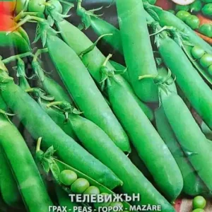 Popular Seminte de Mazare de Gradina TELEVISION, recoltare de baza si tarzie - 80gr