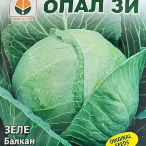 Nu rata Seminte de VARZA BALCAN, soi pentru productie tarzie - 5 gr