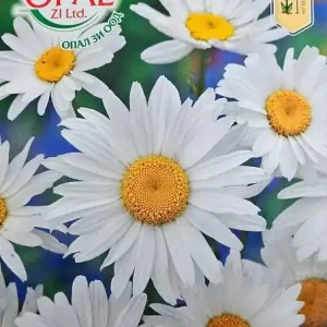 Cel mai bun preț Seminte de Margarete Albe, ajung la o inaltime de 35 cm - 0.7 gr