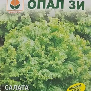 Retur gratuit Seminte de SALATA GENTELINA, soi cu capatana mare si multe frunze - 2g