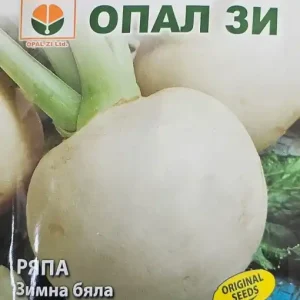 Seminte de RIDICHE ALBA DE IARNA, vegetatie 80-90 zile - 5 gr Ofertă