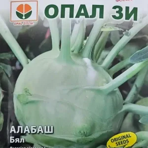 Seminte de GULIE ALBA, perioada de vegetatie 70-80 zile - 3g Livrare rapidă