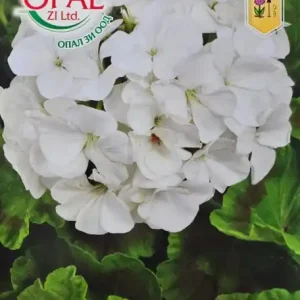 Seminte Muscata alba, pentru balcon, veranda si decorare - 0.1 gr Cel mai bun preț