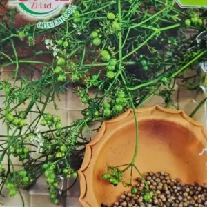 Seminte CORIANDRU, folosite ca un condiment pentru preparate - 5 gr Cel mai vândut