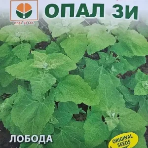 Seminte de LOBODA DE GRADINA VERDE, aprox. 300 seminte/gram - 1g Preferatul clienților