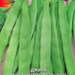 Seminte de Fasole de Gradina DJINA, inaltime de 40-45 cm Livrare expres