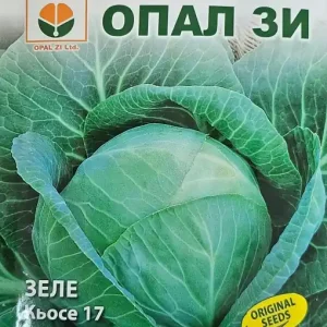 Seminte de VARZA KYOSE 17, soi pentru productie tarzie - 5 gr Plată securizată