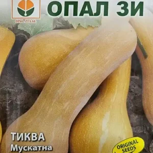 Seminte de DOVLEAC DE MUSCAT, soi tarziu, vegetatie 130 zile - 5g Mai ieftin