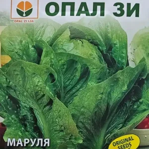 Ofertă de sezon Seminte de Salata VALMAIN NEAGRA, rezistenta la temperaturi joase - 2g