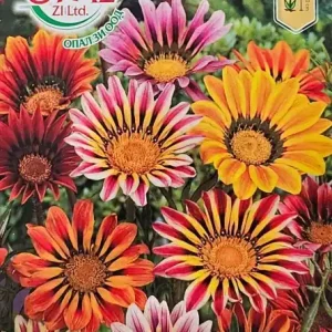 Popular Seminte Gazania Mix, rezistenta la seceta si temperaturi ridicate - 0.4 gr