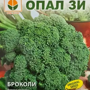 Seminte de BROCCOLI CALABRESE, vegetatie de 110-120 zile - 3 gr Retur ușor
