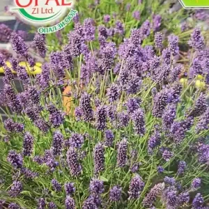 Seminte de LAVANDA, planta aromatica si decorativa - 0.5 gr Plată securizată
