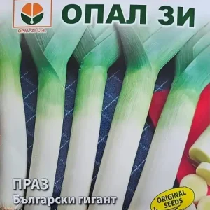 Seminte de PRAZ GIGANT BULGAR, soi tardiv foarte productiv - 2 gr Ofertă
