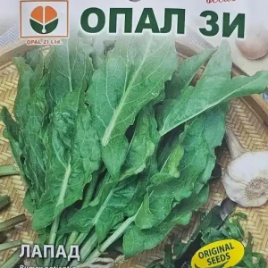 Livrare rapidă Seminte de STEVIE DE GRADINA, frunze mari de culoare verde inchis - 0.5gr