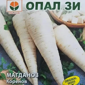 Seminte de PATRUNJEL DE RADACINA, radacina aproximativ 15 cm - 5gr Disponibil imediat