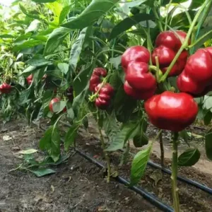 Ofertă specială Seminte Ardei Gogosar Temes F1, Hibrid, Toleranta Ridicata