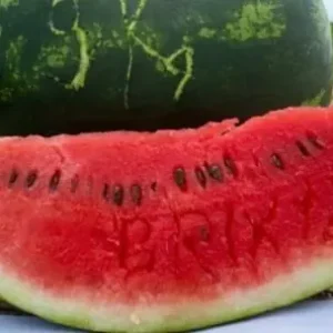 Livrare rapidă Seminte de pepene BRYXBERRY F1 Seminis, hibrid timpuriu