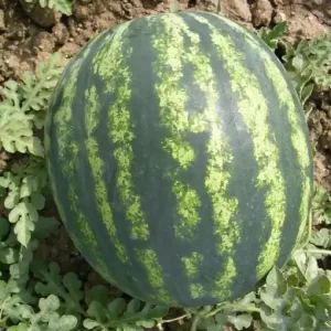 Seminte de pepene verde BONTA F1, soi extra timpuriu Cumpără acum