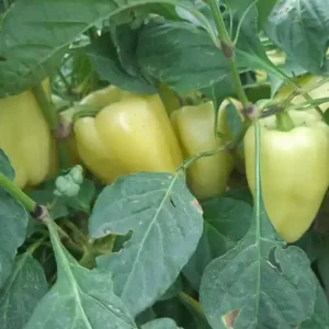 Seminte de ardei gras galben IPON F1, soi hibrid timpuriu Livrare rapidă