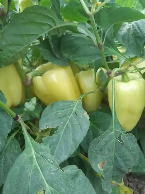 Seminte de ardei gras galben IPON F1, soi hibrid timpuriu Livrare rapidă