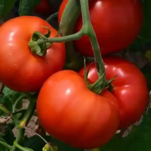 Seminte de tomate (rosii )Devonet F1 cu coacere rapida Transport gratuit