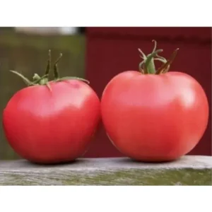 Seminte hibrid timpuriu de tomate (rosii) roz Aphen F1 Retur ușor