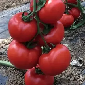 Nu rata Seminte de tomate (rosii) VITARA F1, soi hibrid timpuriu