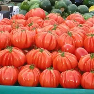 Reducere de preț Seminte de tomate crestere nedeterminata ARAWAK F1