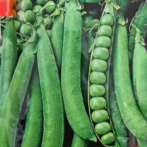 Plată sigură Seminte de Mazare de Gradina SKINADO, soi mediu-timpuriu