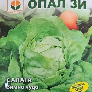 Seminte de Salata WINTER MARVEL, soi timpuriu si semitimpuriu Noutate