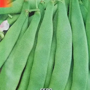 Seminte Fasole de Gradina EBRO, soi timpuriu productiv Comandă acum