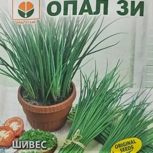 Seminte arpagic CHIVES, soi timpuriu foarte productiv - 2g Livrare rapidă